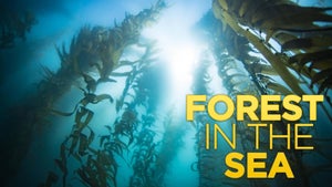 Forest in the Sea on Stingray Naturescape - past program