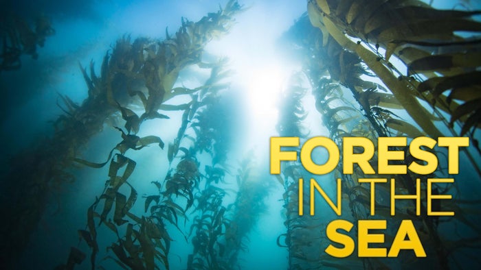 Forest in the Sea on JioTV