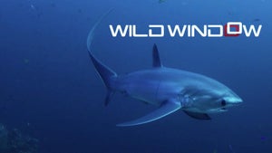 Wild Window Episode 4 on Stingray Naturescape - future program