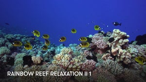 Rainbow Reef Relaxation 2 on Stingray Naturescape - future program