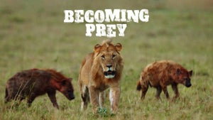 Becoming Prey on Animal Planet HD English - live program