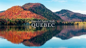 Peaceful Forest Walk: Quebec on Stingray Naturescape - future program