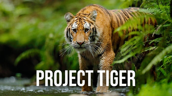 Project Tiger on JioTV