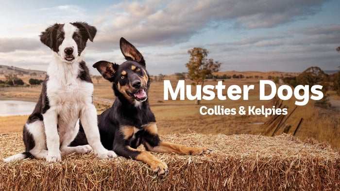 Muster Dogs: Collies and Kelpies Episode No.2 on JioTV