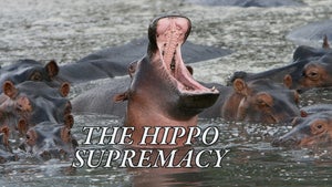 The Hippo Supremacy on Animal Planet HD English - past program