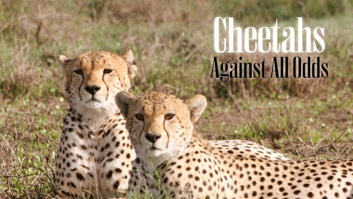 Cheetah: Against All Odds on JioTV