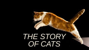 The Story of Cats Episode 3 on Animal Planet HD Tamil - past program