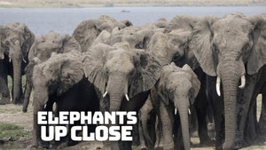 Elephants Up Close Episode 1 on Animal Planet HD Tamil - live program