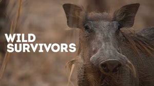 Wild Survivors Episode 1 on Animal Planet HD English - future program