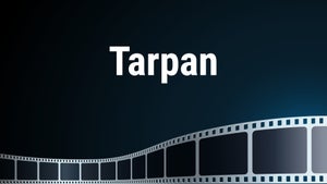 Tarpan on Green Chillies - future program
