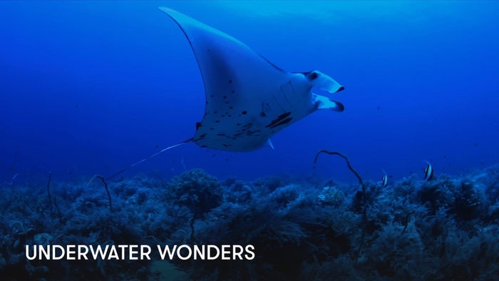 Underwater Wonders on JioTV
