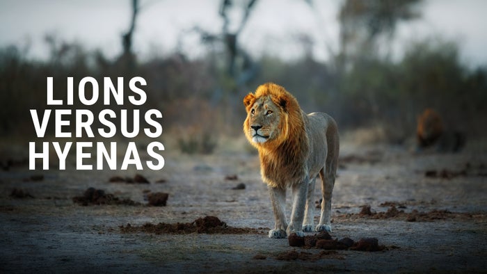 Lion: The Rise and Fall of the Marsh Pride on JioTV