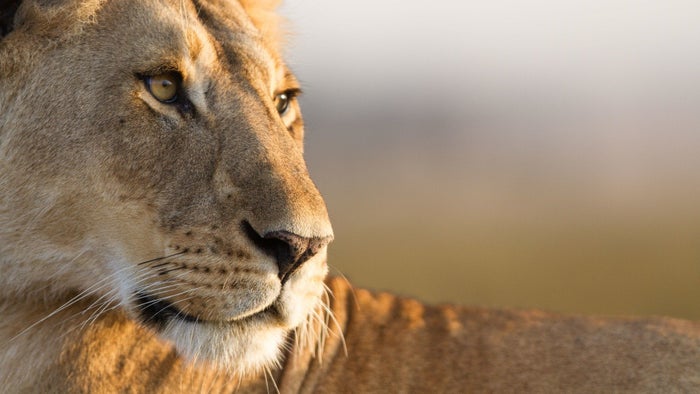 Lion: The Rise and Fall of the Marsh Pride on JioTV