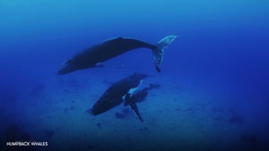 Humpback Whales on Stingray Naturescape - future program