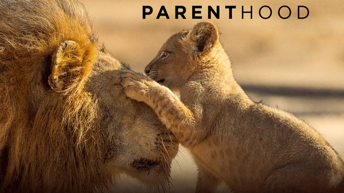 Lions & Hyenas on JioTV