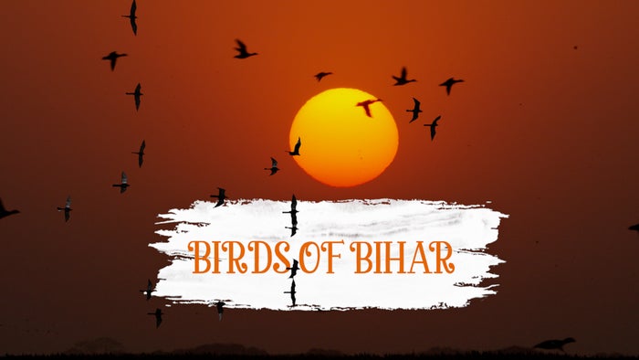 Birds Of Bihar Episode No.2 on JioTV
