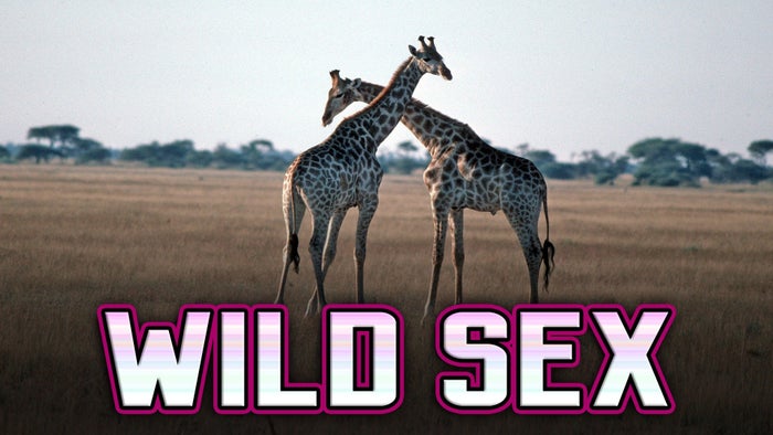 Wild Sex on JioTV
