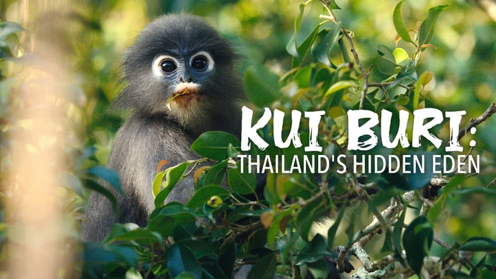 Kui Buri: Thailand's Hidden Eden on JioTV
