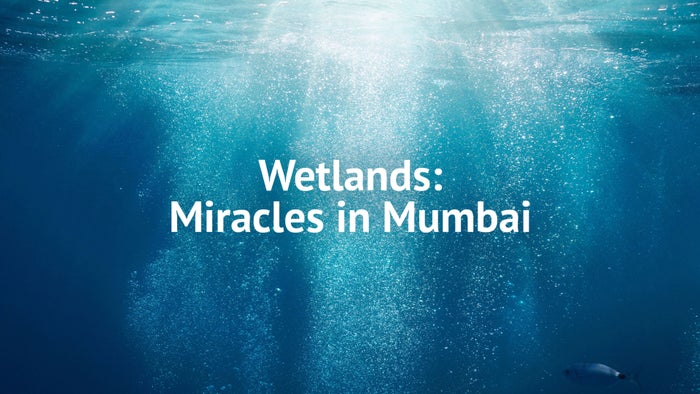 Wetlands: Miracles in Mumbai on JioTV