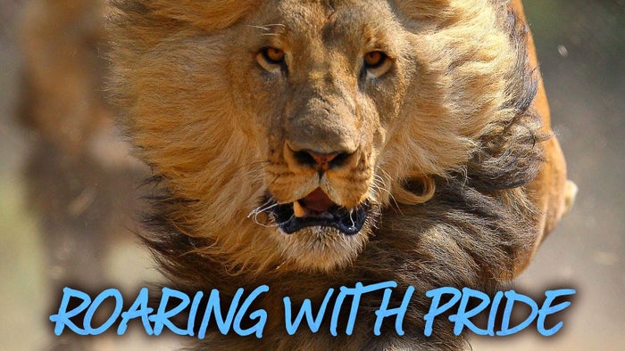 Roaring with Pride Episode No.4 on JioTV