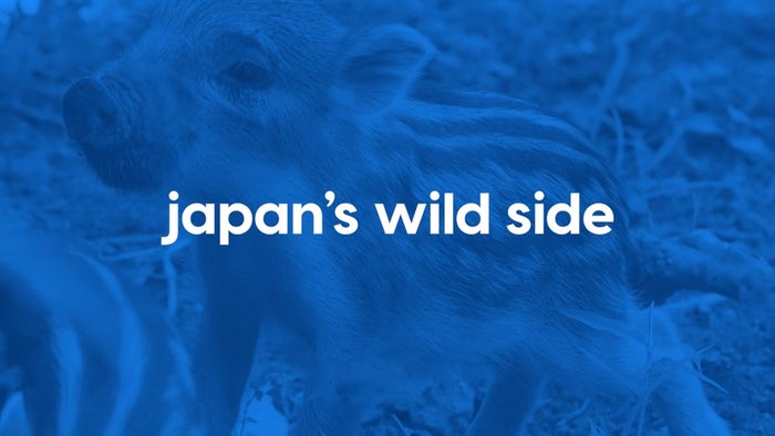 Japan's Wild Side Episode No.2 on JioTV