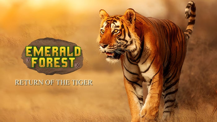 Emerald Forest Return Of The Tigers on JioTV