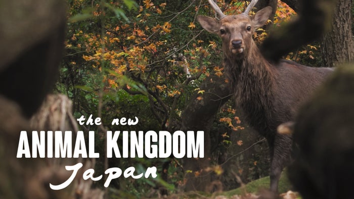 The new animal kingdom Japan Episode No.1 on JioTV