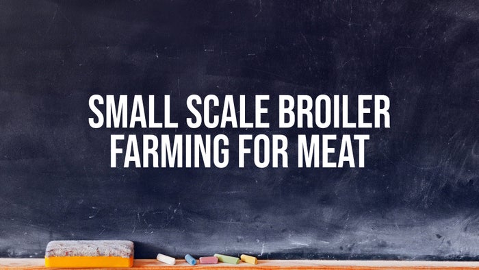 Small Scale Broiler Farming For Meat on JioTV