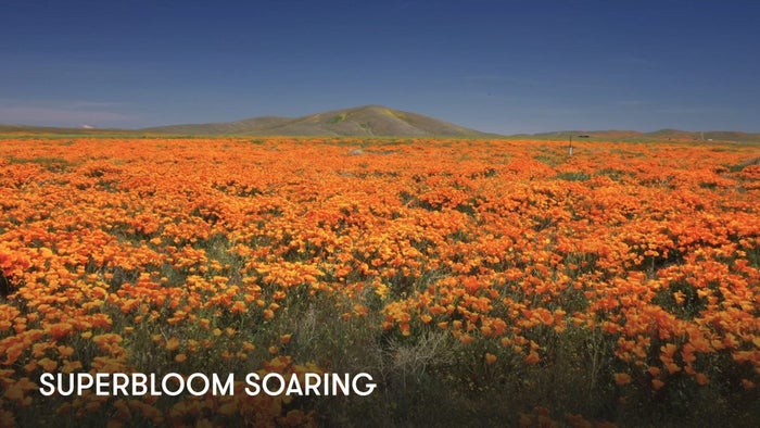 Superbloom Soaring on JioTV
