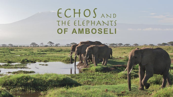 Echo and the Elephants of Amboseli Episode No.3 on JioTV