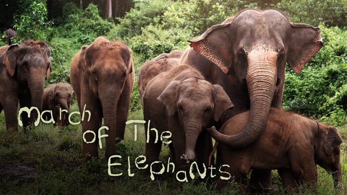 March of the Elephants on JioTV