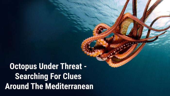 Octopus Under Threat - Searching For Clues Around The Mediterranean on JioTV