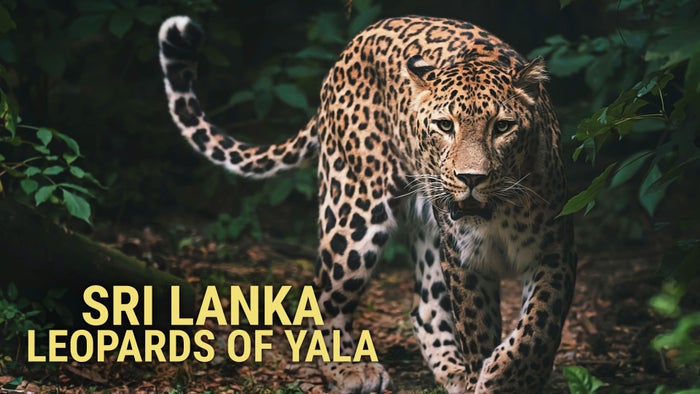 Sri Lanka - Leopards Of Yala Episode No.1 on JioTV