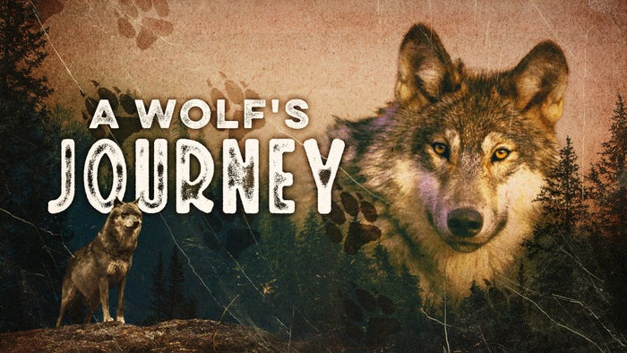 A Wolf's Journey on JioTV