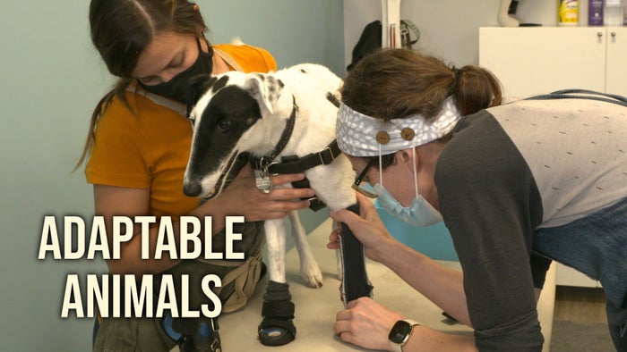 Adaptable Animals Episode No.2 on JioTV