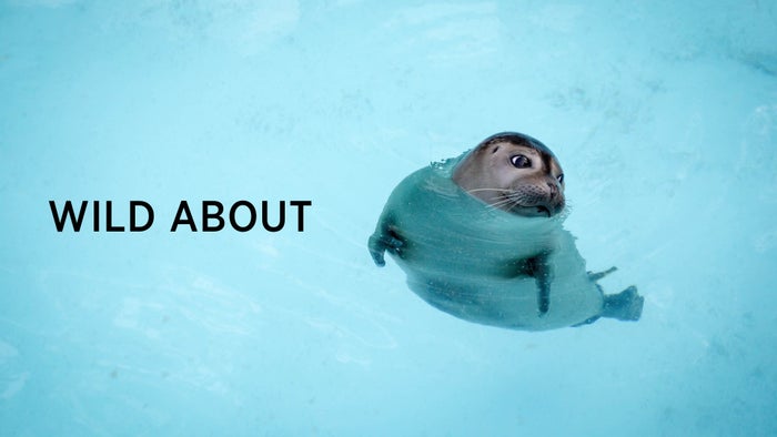 Wild About Episode No.4 on JioTV