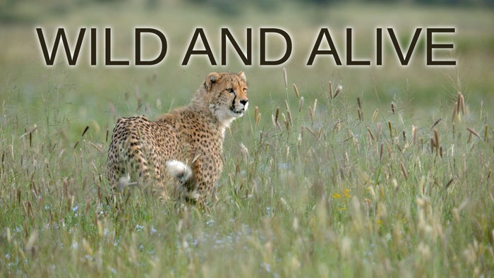 Wild and Alive Episode No.4 on JioTV