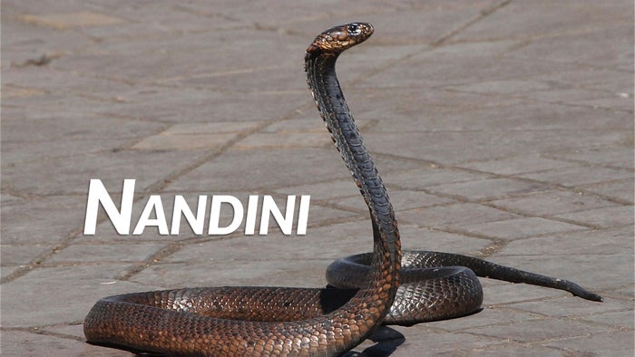 Nandini Episode No.589 on JioTV