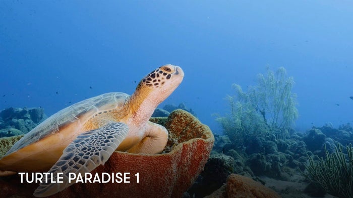Turtle Paradise on JioTV