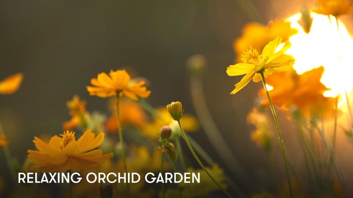 Relaxing Orchid Garden on JioTV