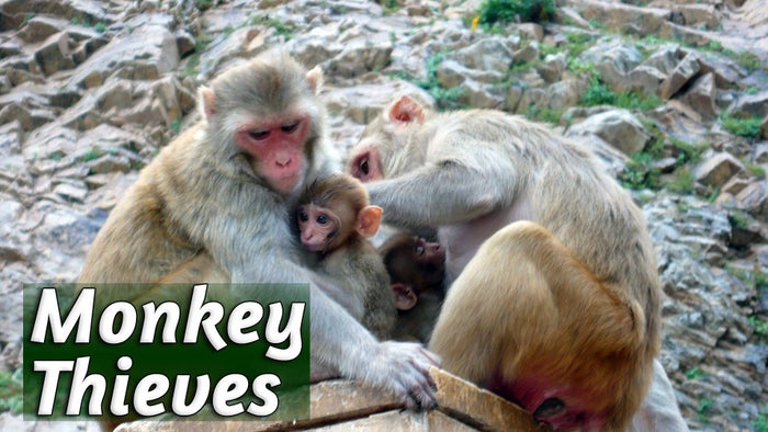 Monkey Thieves Episode No.3 on JioTV