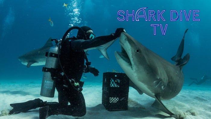 Shark Dive TV Episode No.8 on JioTV