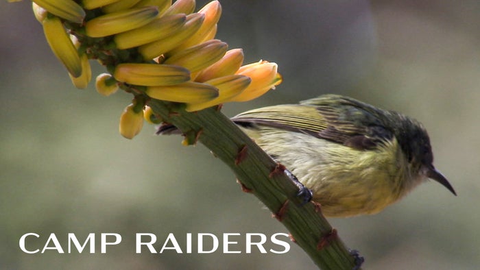 Camp Raiders on JioTV