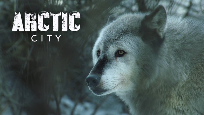 Arctic City Episode No.5 on JioTV
