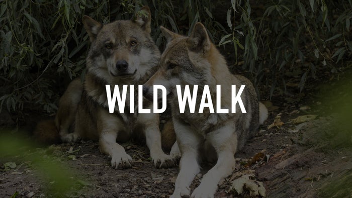 Wild Walk on JioTV