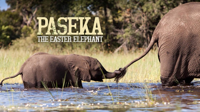 Paseka - The Easter Elephant on JioTV