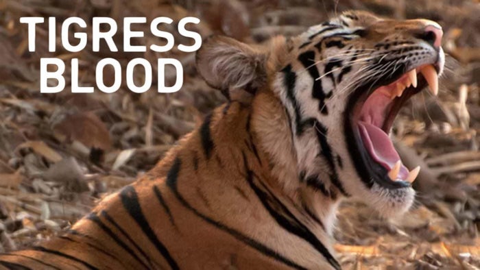 Tigress Blood on JioTV