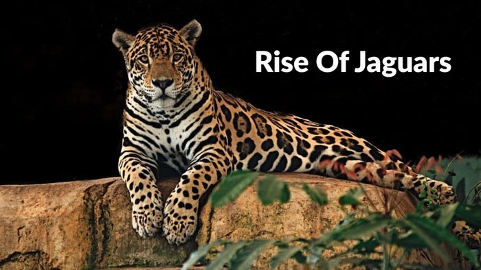 Rise Of Jaguars on JioTV