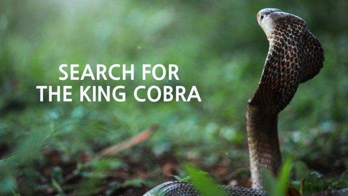 Search For The King Cobra on JioTV