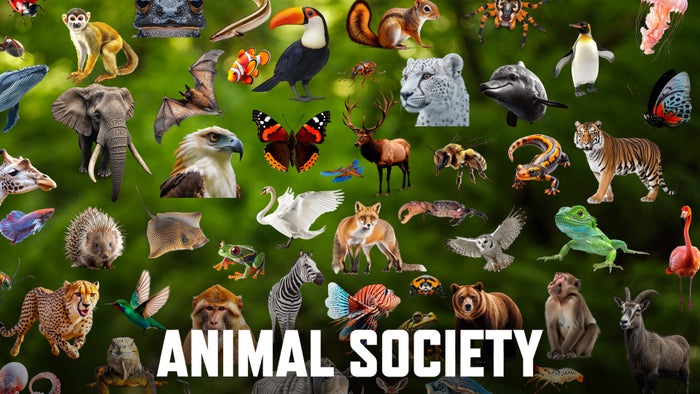Animal Society Episode No.3 on JioTV